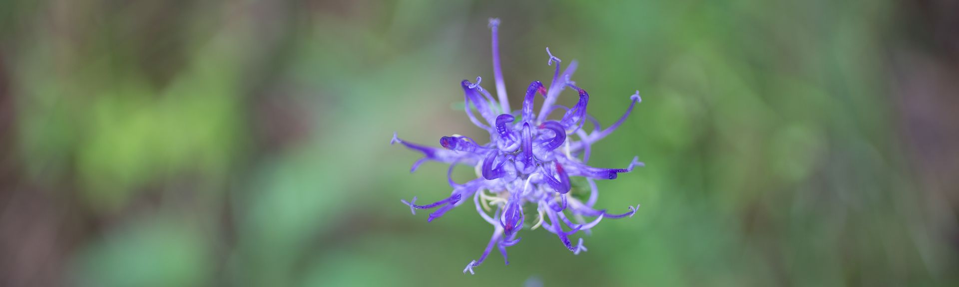 Violette Teufelskrallen-Blüte vor unscharfem grünem Hintergrund